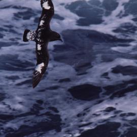Cape Petrel in flight