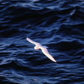 Snow Petrel over sea at Cape Bird
