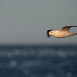 Snow petrel in Flight over Ross Sea