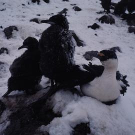 Blue Eyed Shag with Young