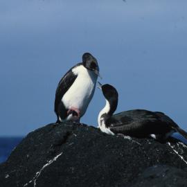 AntarcticBlue Eyed Cormorant