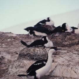 Blue Eyed Shag Colony