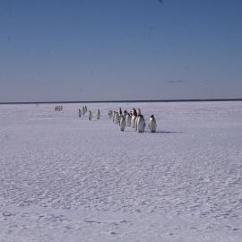 Emperor Penguins on Ice Edge