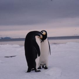 Pair of Emperor Penguins