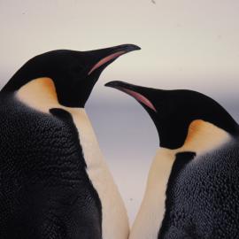 Pair of Emperor Penguins
