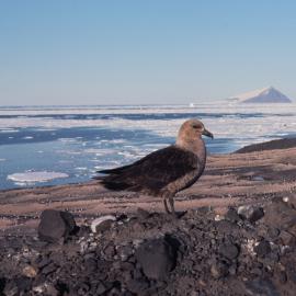 Skua in Vantage Point