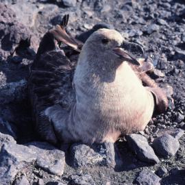 Skua Parent on Nest
