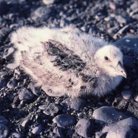 Skua Chick