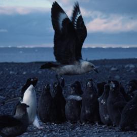 Skua Flies low over Penguin Chicks
