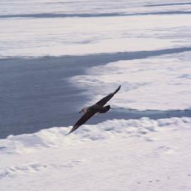 Skua In Flight