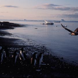 Adelie Penguins and Skua