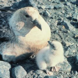 Skua Parent with New Born Chick