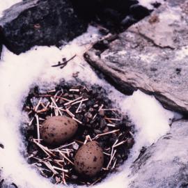 Skua Eggs in Nest