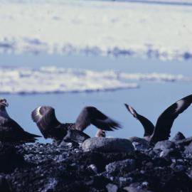 Skuas at Cape Bird