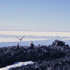 Skuas Nesting Site