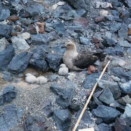 McCormick's Skua with Three Chicks