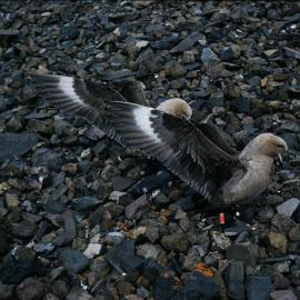 McCormick Skua Pair exhibiting 'Challenge' Display