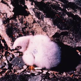 Skua Chick amid Lichens