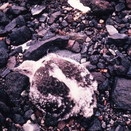 Skua Chick Thirty Days Old