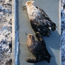 Skua Plumage (faded)