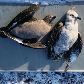 Dead Skuas Showing Bleached or Faded Plumage