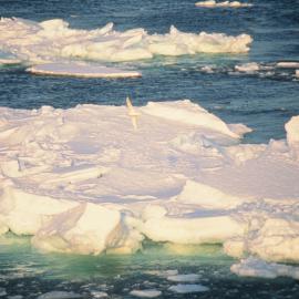 Snow Petrel over Ross Sea