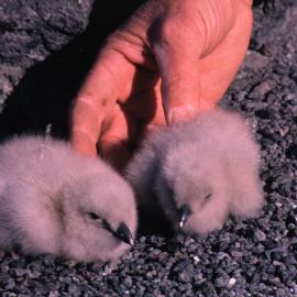 Skua Chicks at Cape Royds