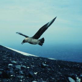 Skua in Flight