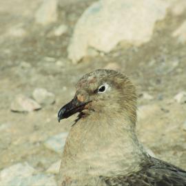 'Maybelline' - the Favourite Skua