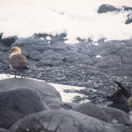 Skuas Bathing