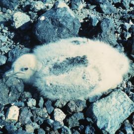 Skua Chick