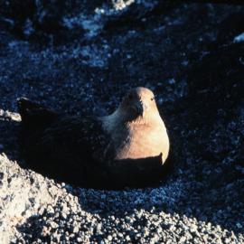 Skua Nesting
