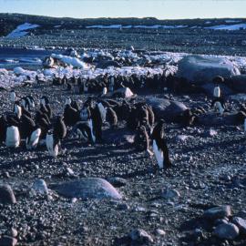 Seaview Bay, Inexpressible Island