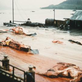 Whaling Station, South Georgia