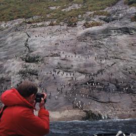 Penguin slope, Snares Island