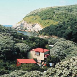 Huts from tree, Snares Island