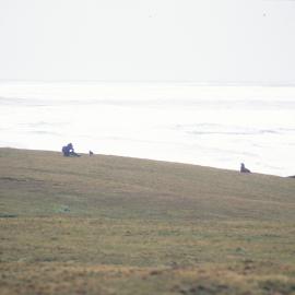 Seals and sea- Enderby Island