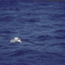 Albatross in Flight Over  Sea