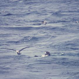 Albatrosses on the Sea