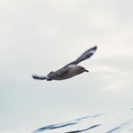Skua in Flight