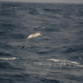 Albatross in flight over Sea