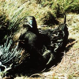 Brown Skua on Nest