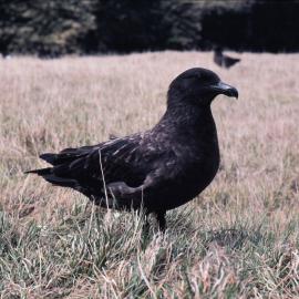 Brown Skua on Kerguelen island