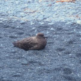 Brown Skua on Macquarie Island