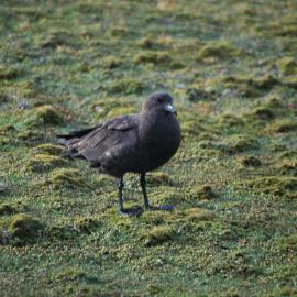Brown Skua on Enderby Island