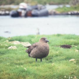 Brown Skua on Campbell Island