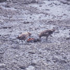 Brown Skuas Eating