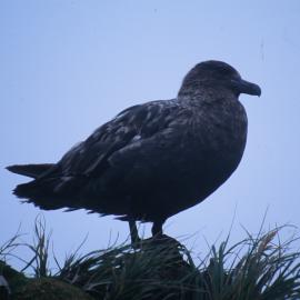 Brown Skua on Macquarie Island