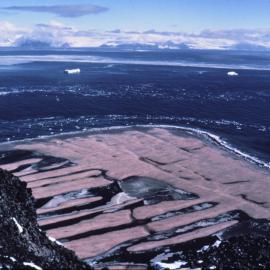 Shaun Norman looking over Ridley Beach from cliffs on Cape Adare