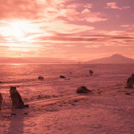 Huskies on dogline at Scott Base